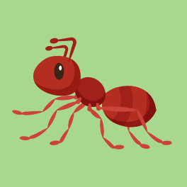 Ant